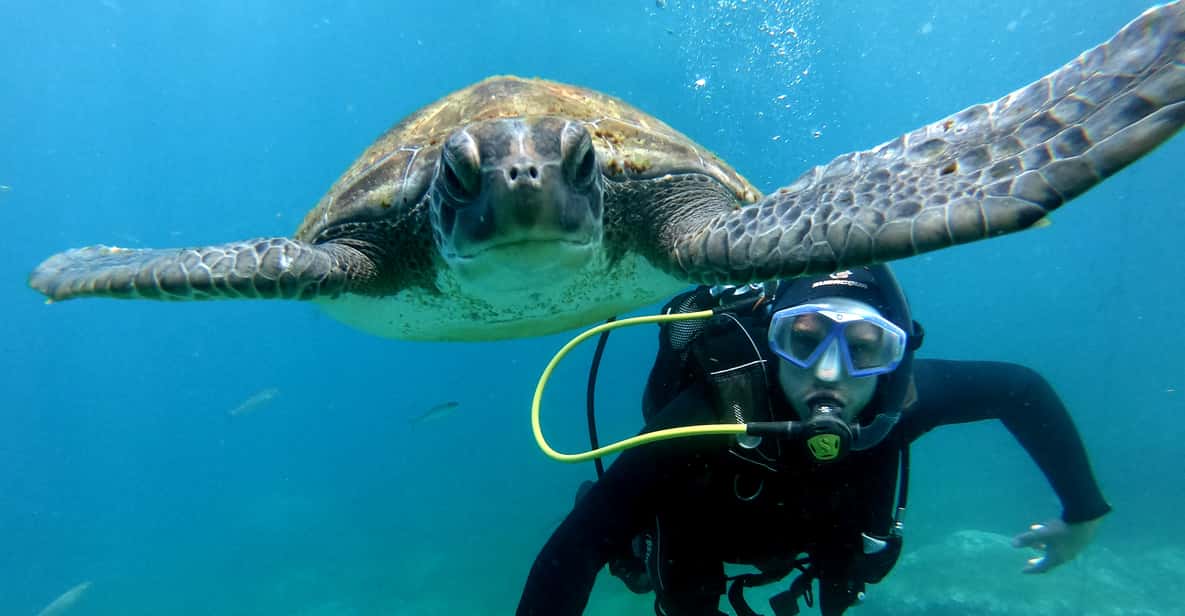 Scuba diver exploring volcanic underwater reef with tropical fish in Tenerife