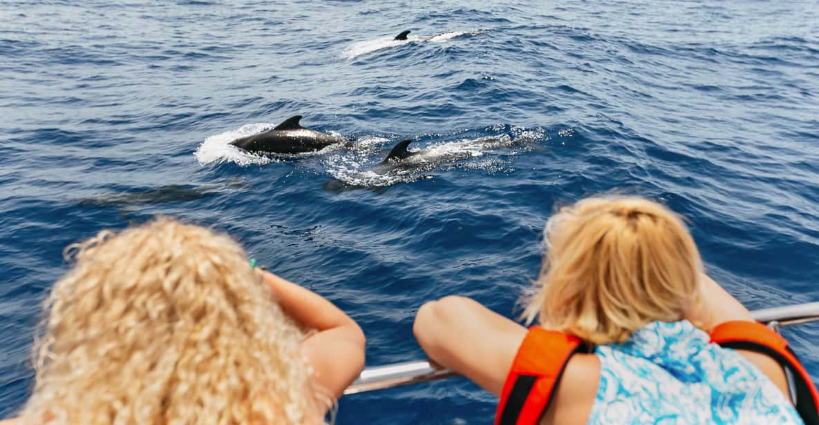 Dolphins swimming near Los Gigantes cliffs in Tenerife at sunset