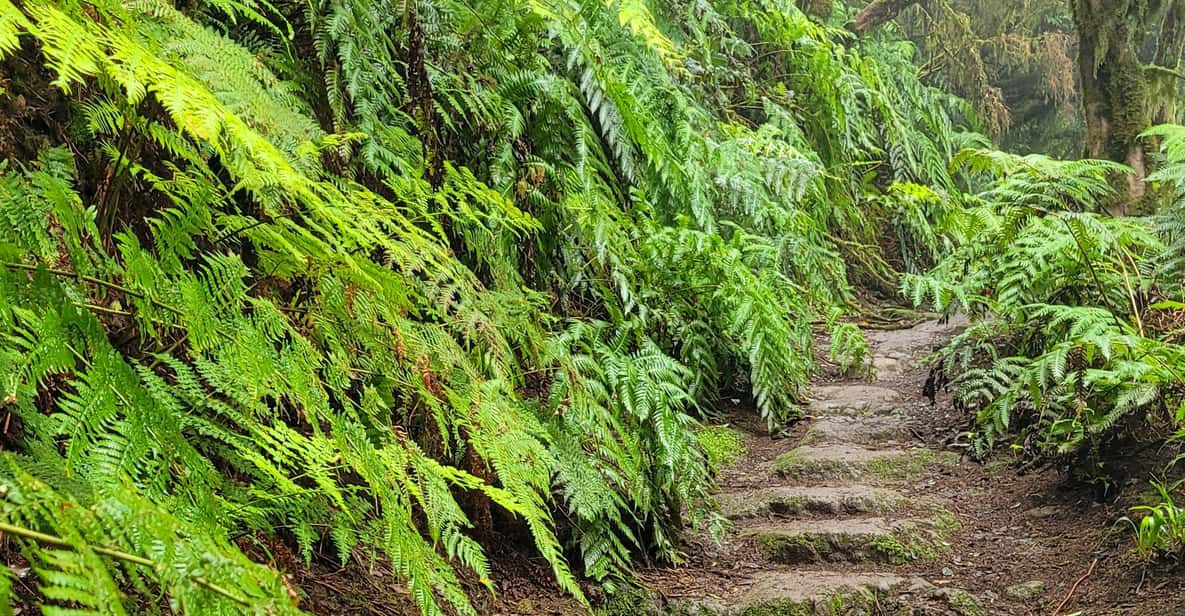 Mossy laurel forest trail in the Anaga mountains of Tenerife shrouded in mist