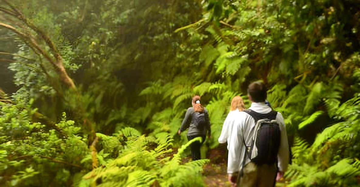Misty laurel forest trail in the Anaga Rural Park Tenerife