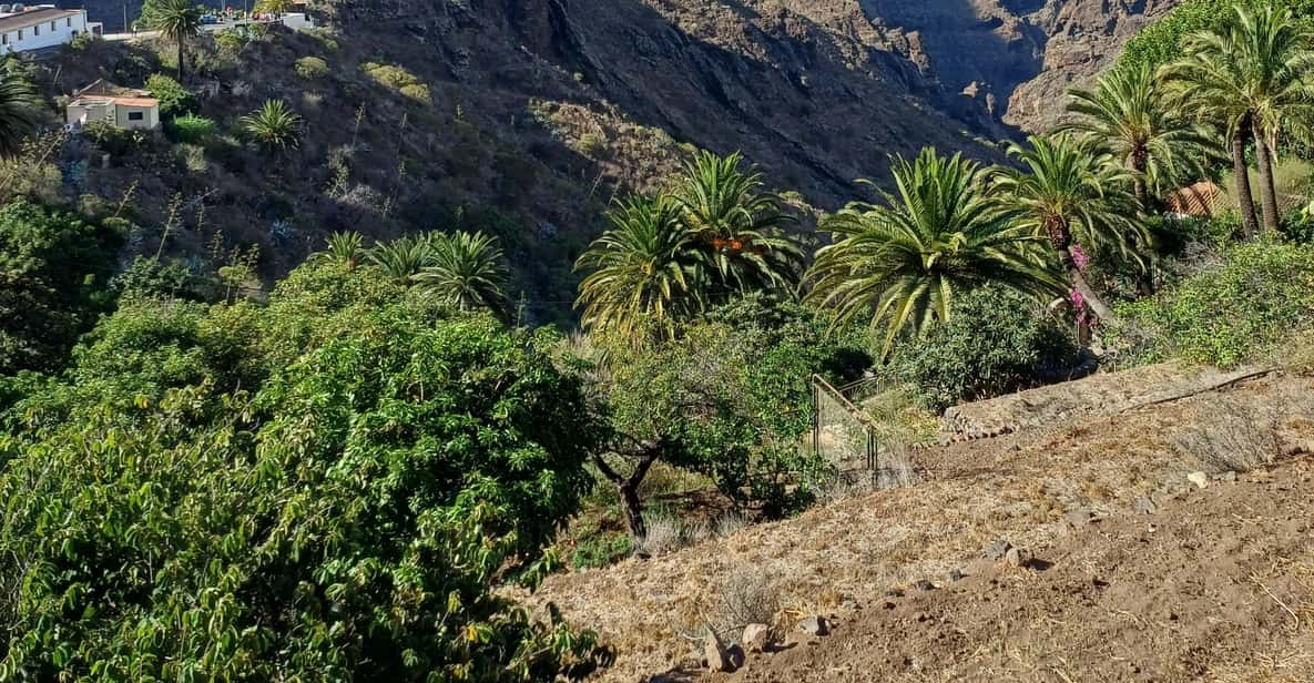 Wine tasting with local cheeses at a volcanic vineyard bodega in Tenerife